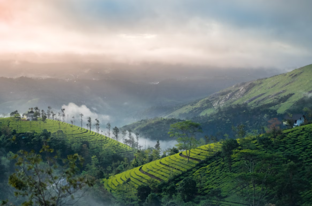 Munnar Through the Seasons: When to Visit and What to Expect